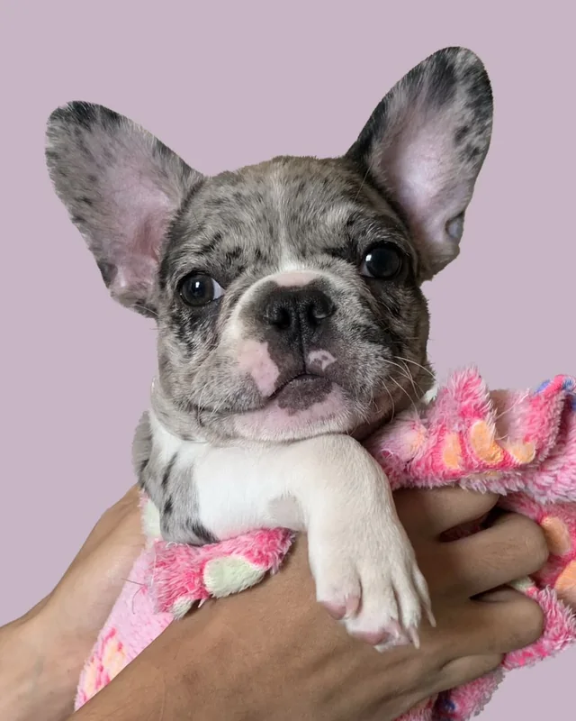 Cachorro Bulldog Francés Pied Merle con zonas blancas en pecho y patas, en brazos sobre una manta rosada