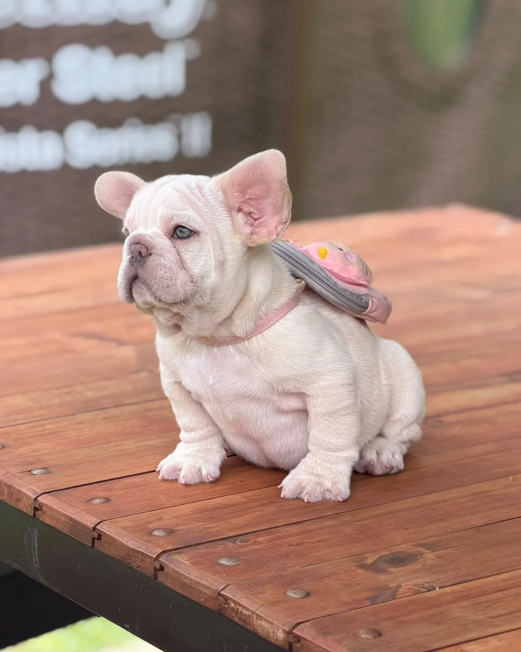 Lilac Platinum female puppy sitting on the wooden table