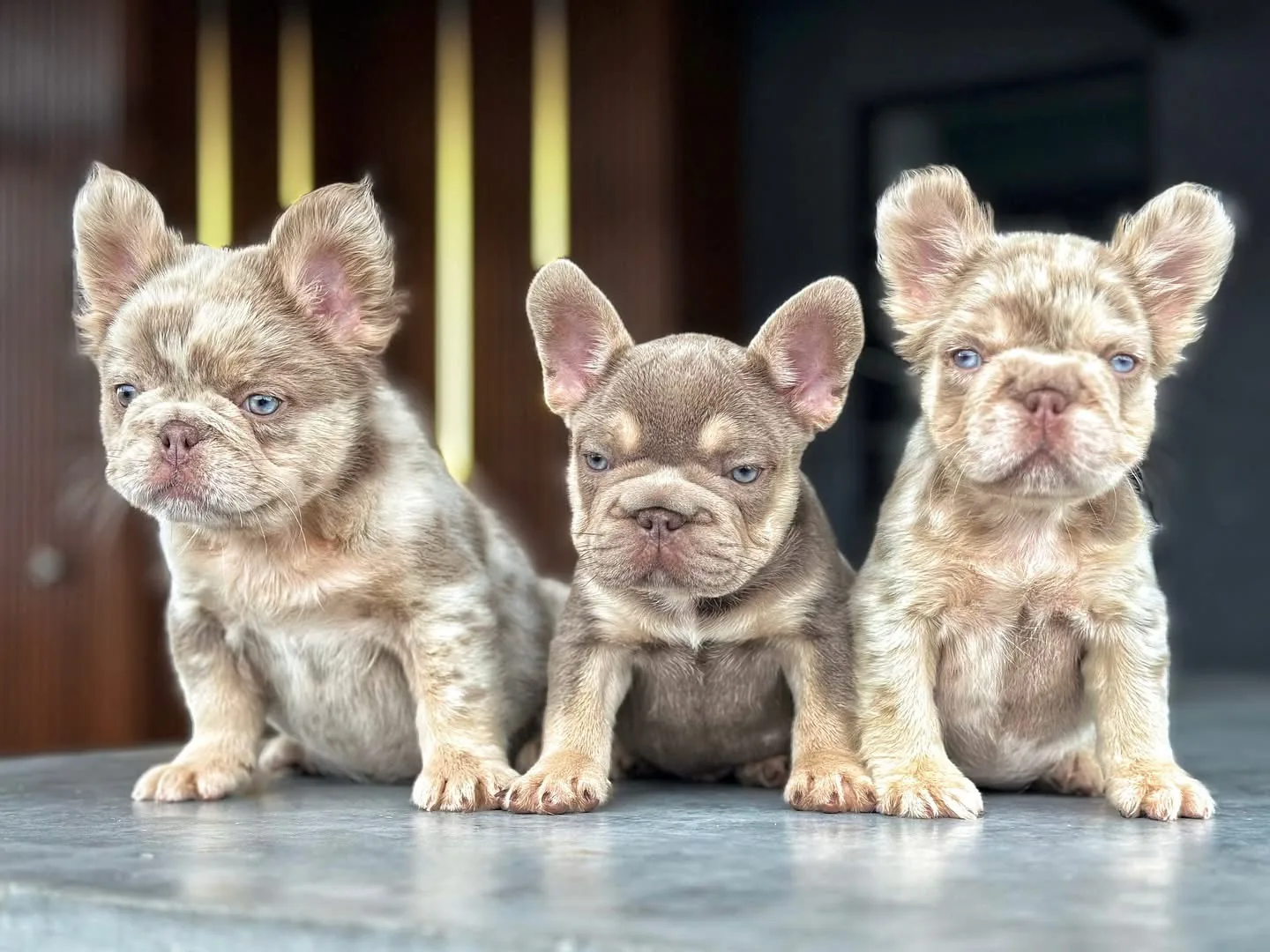 Zeus de cachorro, al centro, sentado junto a dos cachorros merle