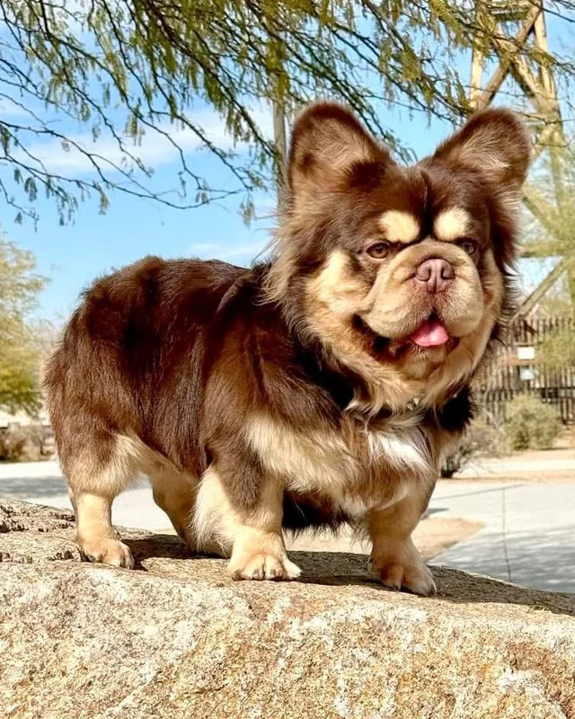 Bulldog Francés Rojo & Tan de pelo largo, de pie sobre una roca