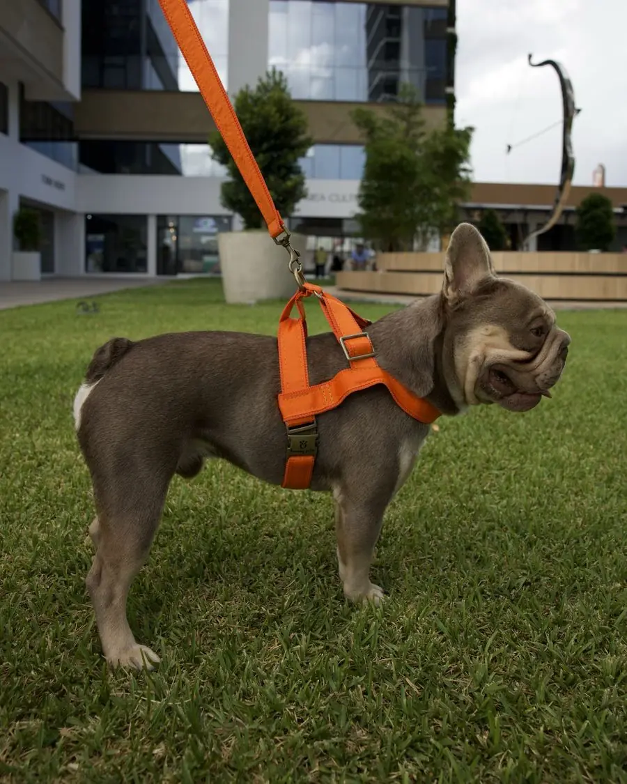 Zeus de perfil sobre el césped