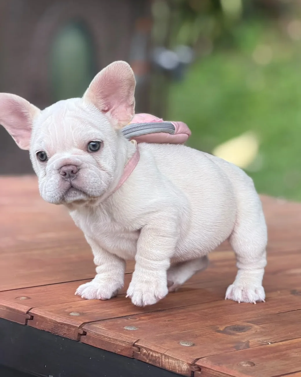 Lilac Platinum female puppy walking on the wooden table