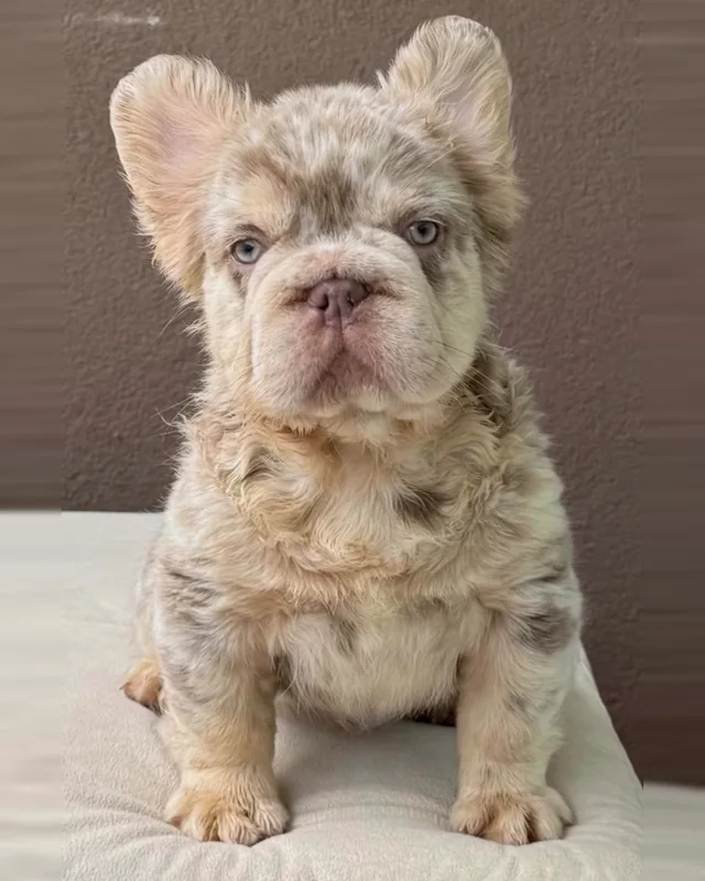 Cachorro Bulldog Francés New Shade Isabella & Tan Merle de pelo largo y ojos claros, sentado sobre un cojín