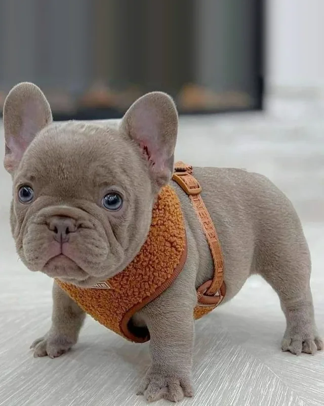 Cachorro Bulldog Francés Isabella de ojos claros con arnés naranja, de pie sobre un piso claro