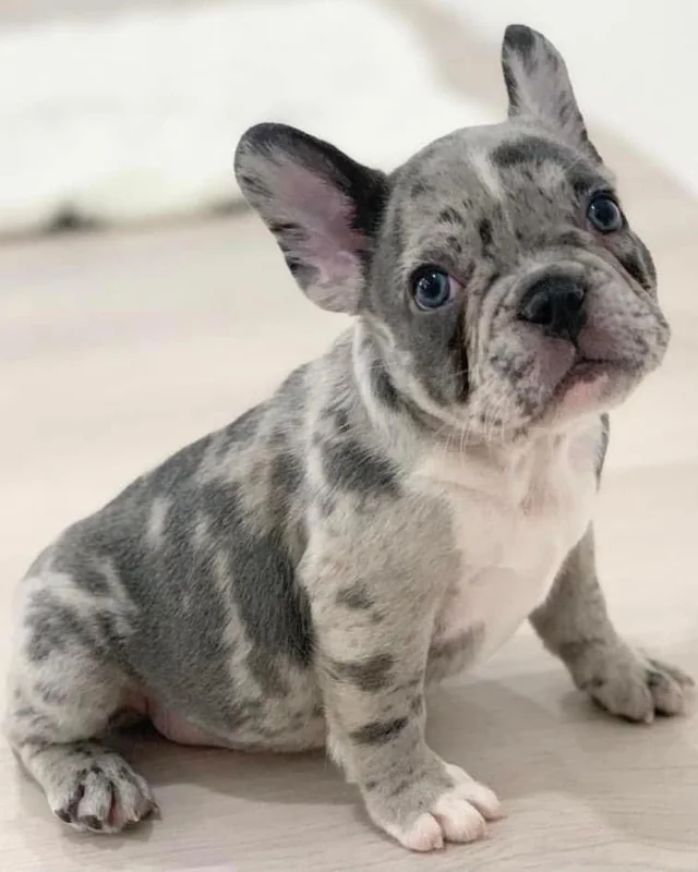 Cachorro Bulldog Francés Blue Merle sentado sobre el piso de madera clara