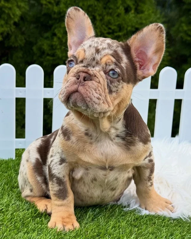Cachorro Bulldog Francés Rojo & Tan Merle de ojos claros, sentado en el césped junto a una cerca blanca