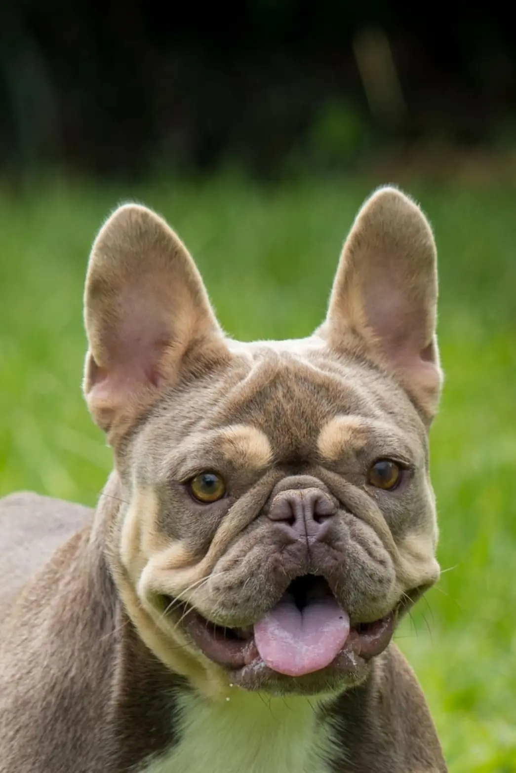 Tamara of Coffee Bulldogs, madre de Zeus, en primer plano sobre el césped