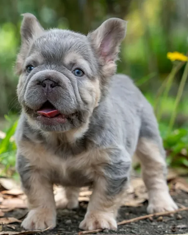 Cachorro Bulldog Francés Lilac & Tan de ojos claros, con la lengua afuera, de pie sobre un camino con hojas