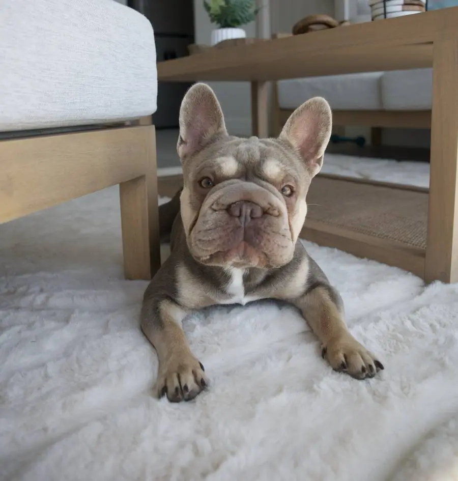 Zeus echado sobre una alfombra blanca, mirando a la cámara