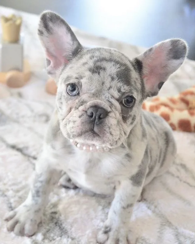 Cachorro Bulldog Francés Lilac Merle de ojos claros, sentado sobre una manta