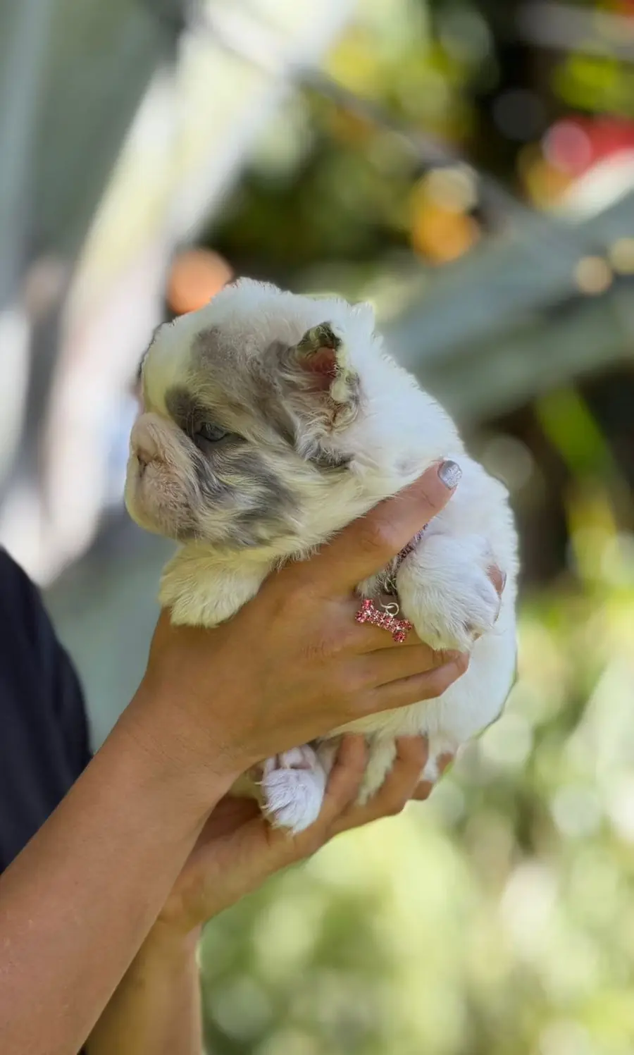 Cachorro Lilac Pied Merle Fluffy, de perfil, sostenido en las manos