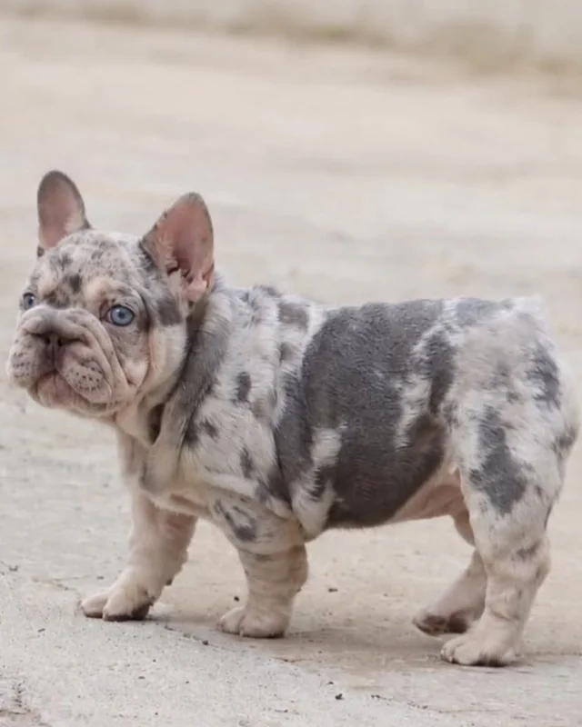 Cachorro Bulldog Francés Lilac & Tan Merle de ojos azules, de pie sobre un camino de tierra