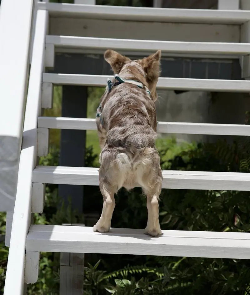 Valentino sube una escalera en el jardín