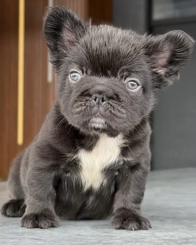 Cachorro Bulldog Francés Cocoa de pelo largo con mancha blanca en el pecho, sentado sobre una superficie gris