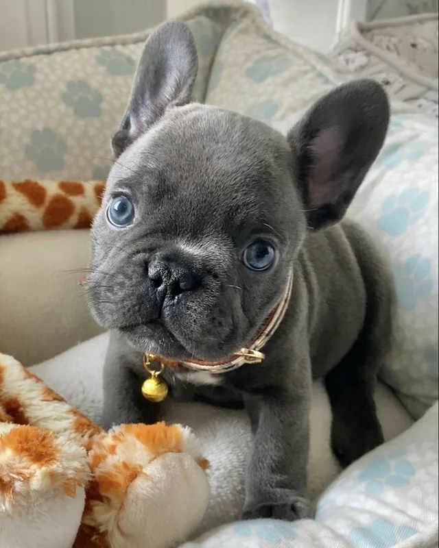 Cachorro Bulldog Francés Blue de ojos azules, en una cama de perro