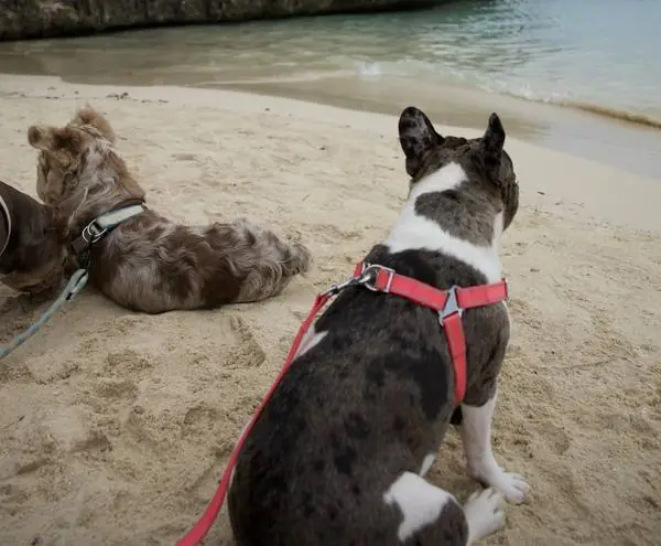 Dos Bulldogs Franceses miran el mar