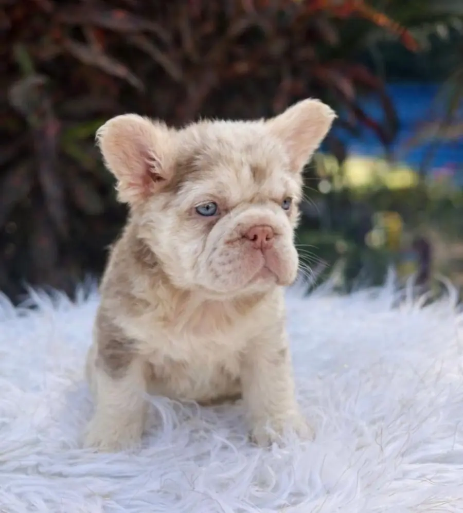 Valentino de cachorro sobre una manta blanca