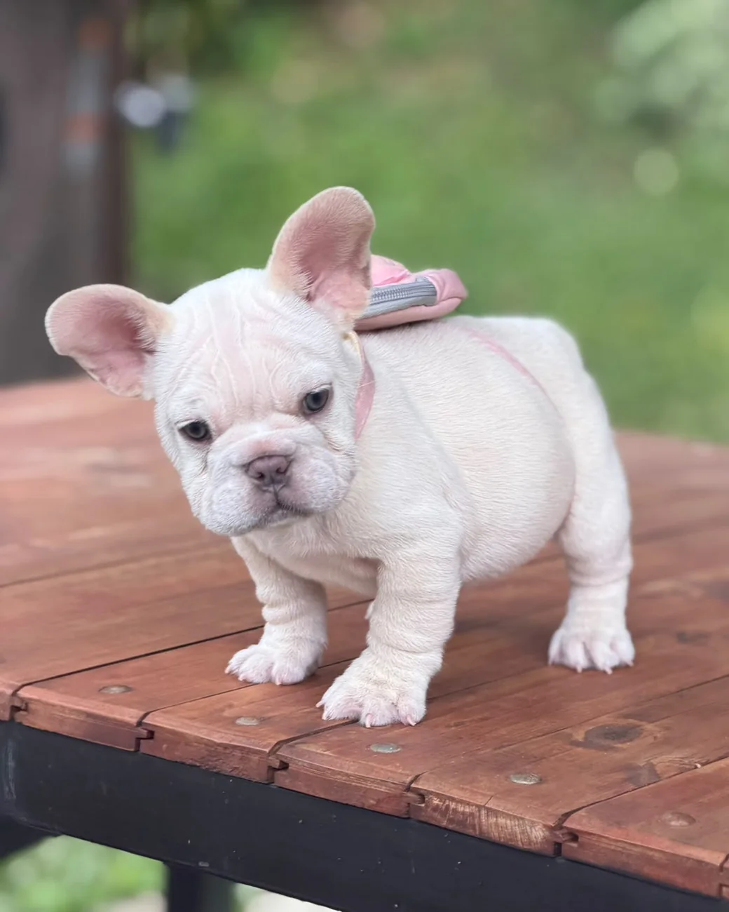 Lilac Platinum female puppy, front view, standing on wood