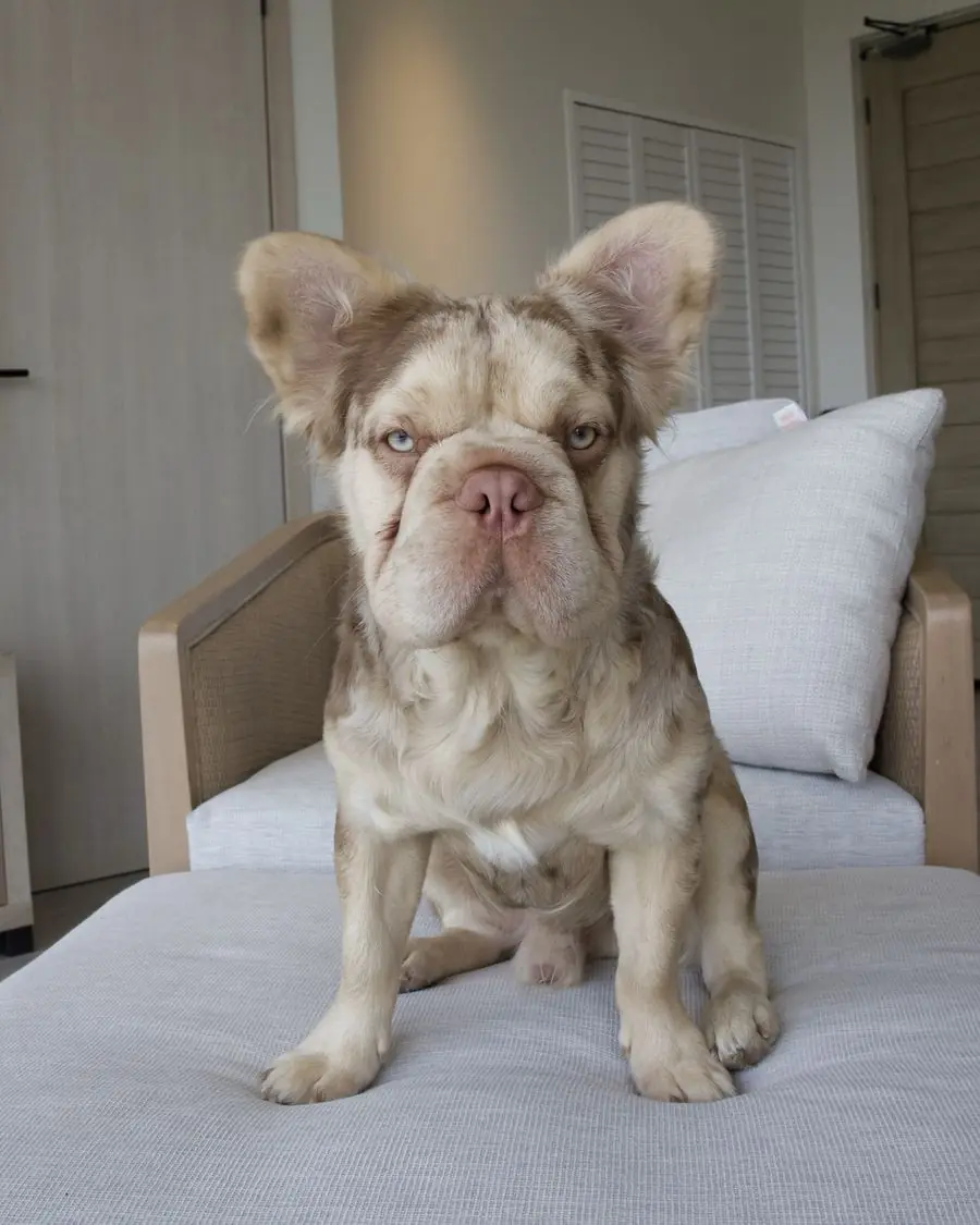 Valentino sentado en un sillón claro