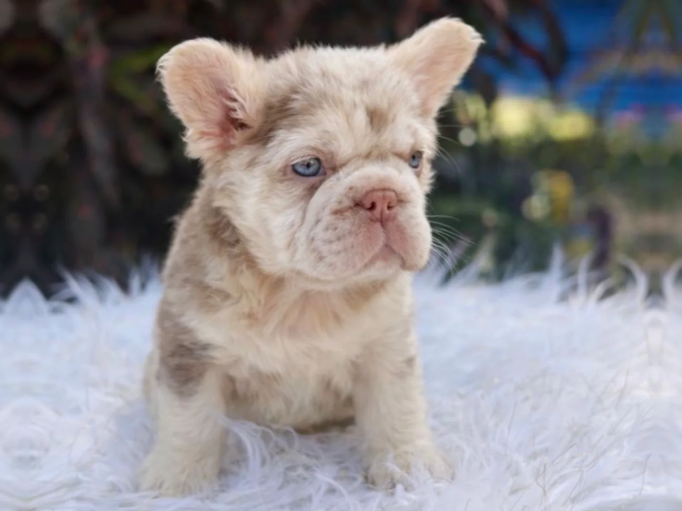 Valentino de cachorro, sentado sobre una manta blanca