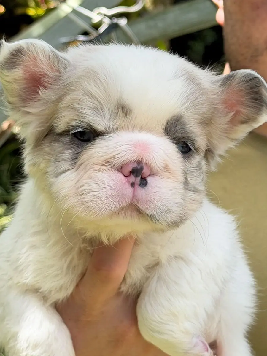 Cachorro Lilac Pied Merle Fluffy, primer plano del rostro
