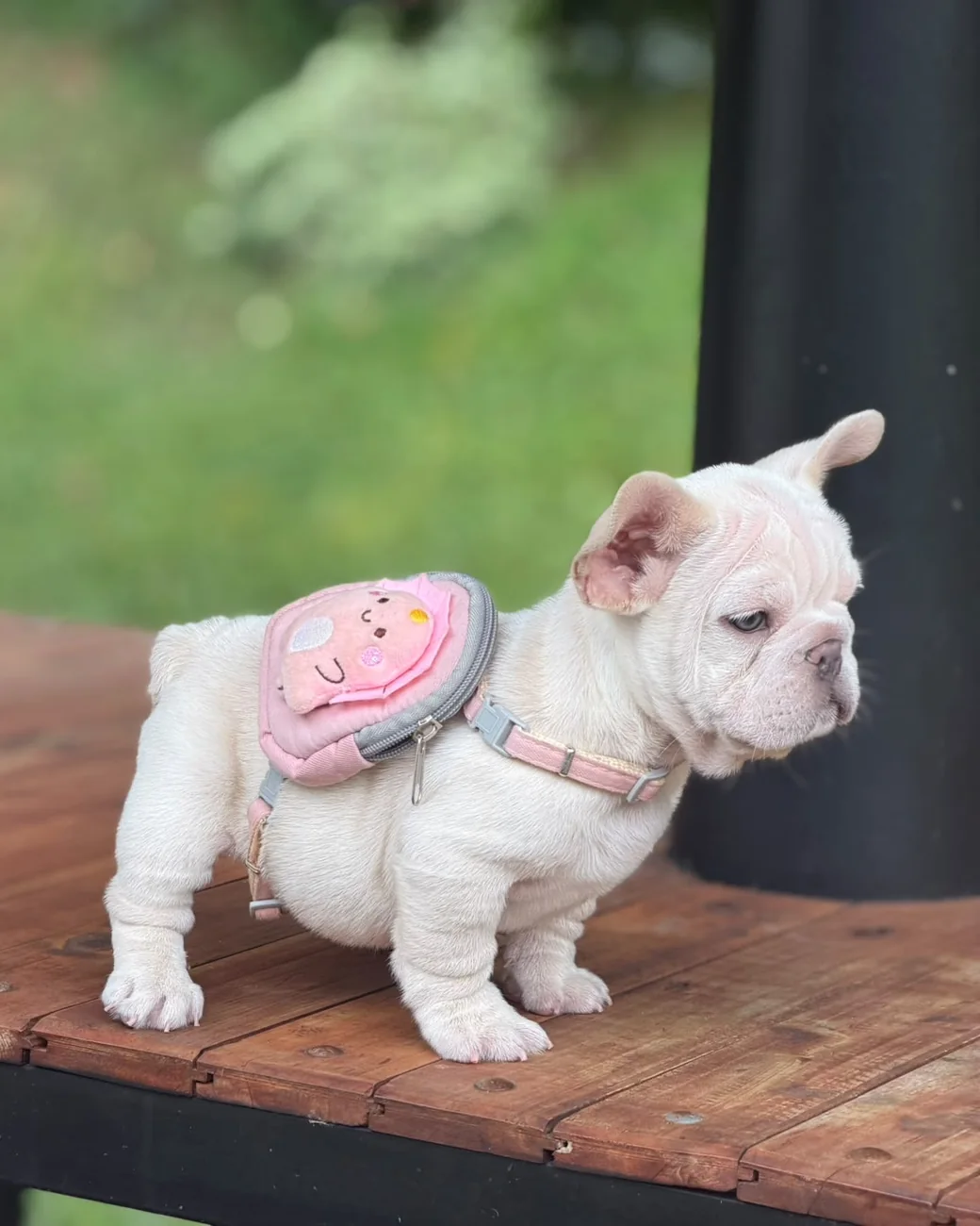 Lilac Platinum female puppy standing on a wooden table, side view