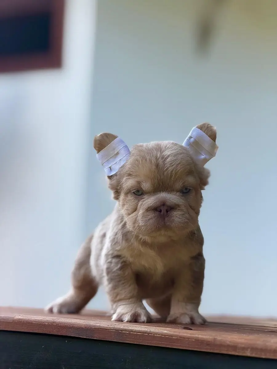 Cachorro macho New Shade Isabella & Tan Fluffy, de pie, vista frontal