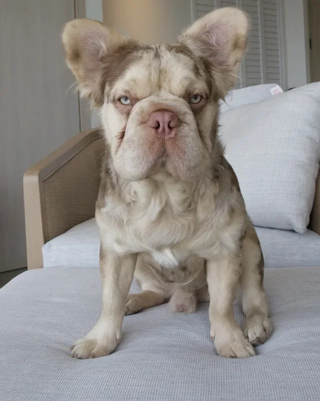 Bulldog Francés New Shade Rojo & Tan Merle Double Intensity de pelo largo, sentado sobre un sillón claro