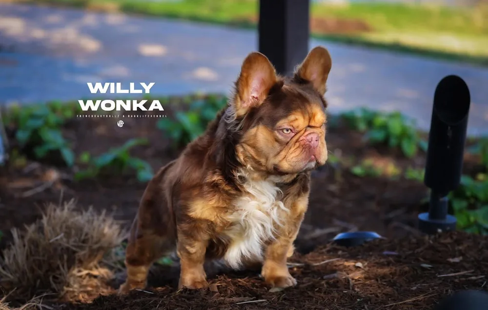 Willy Wonka VI, bisabuelo paterno de Valentino, de pie sobre mantillo en un jardín